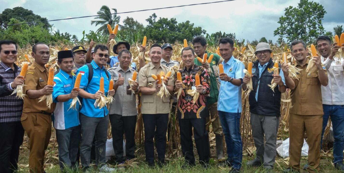 Hasbi dan KNPI Panen Jagung