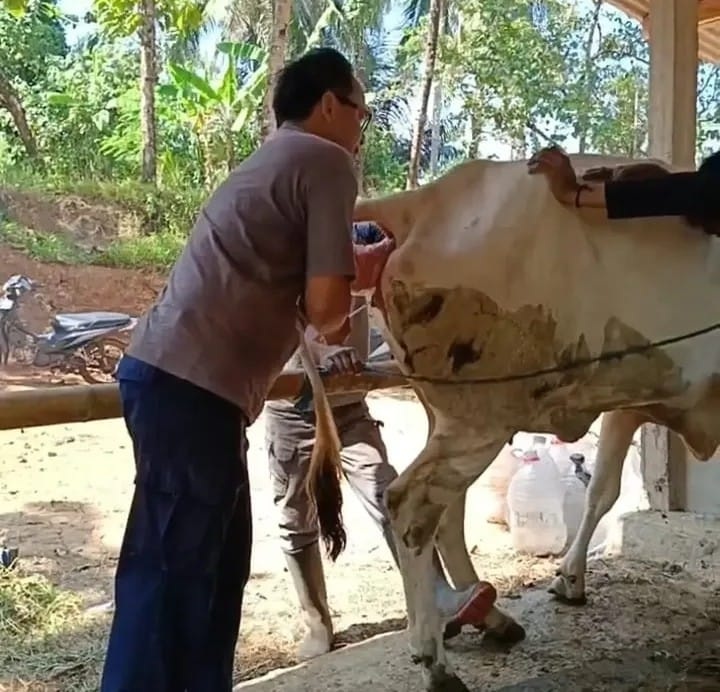 Gencar IB pada Sapi dan Kerbau