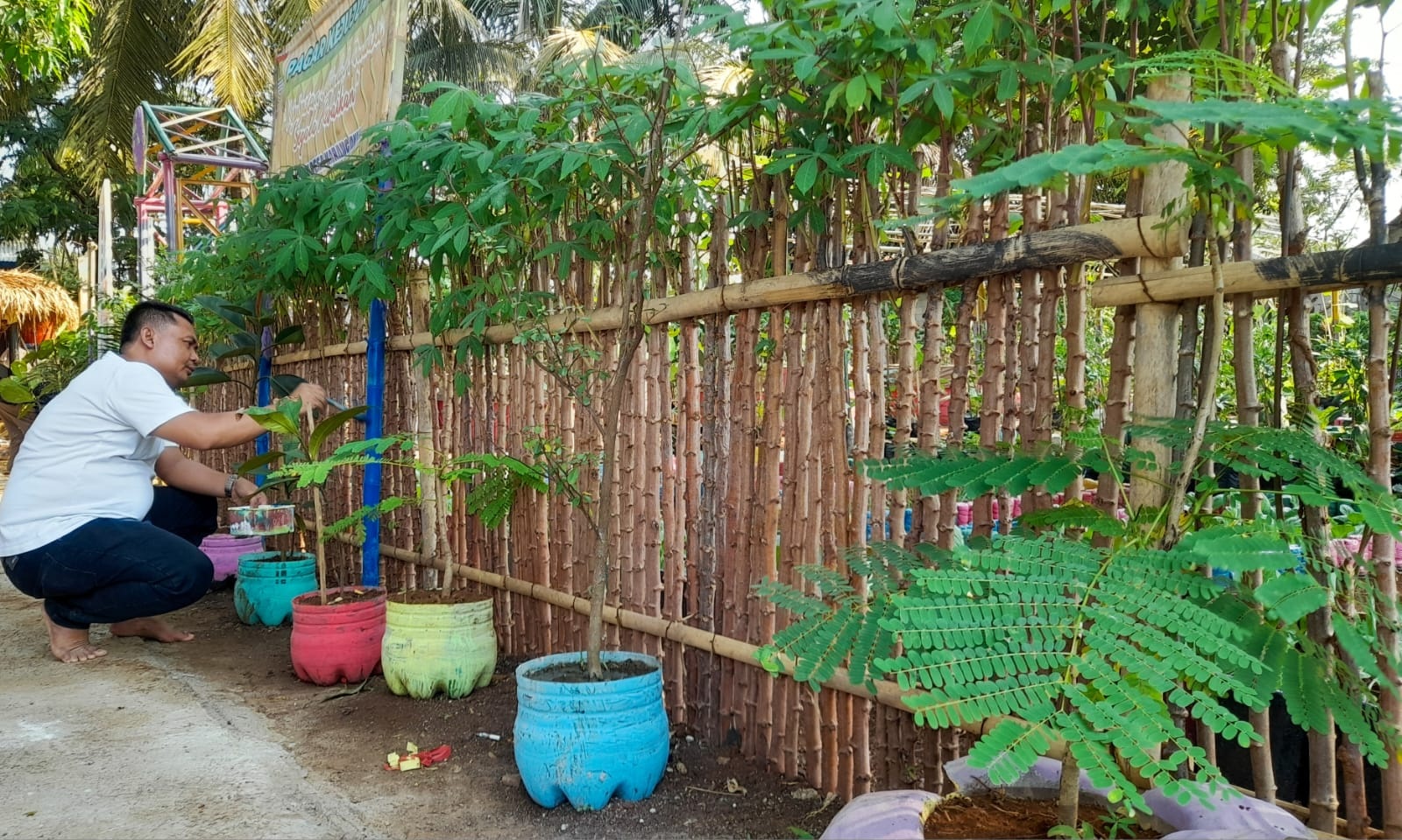 Bangun Pagar Kejujuran dari Tanaman Singkong