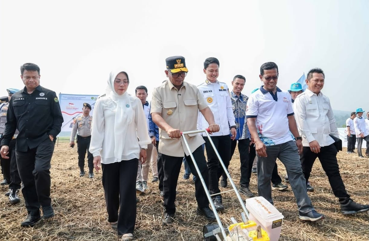 Produksi Padi Banten Tembus 1,2 Juta Ton