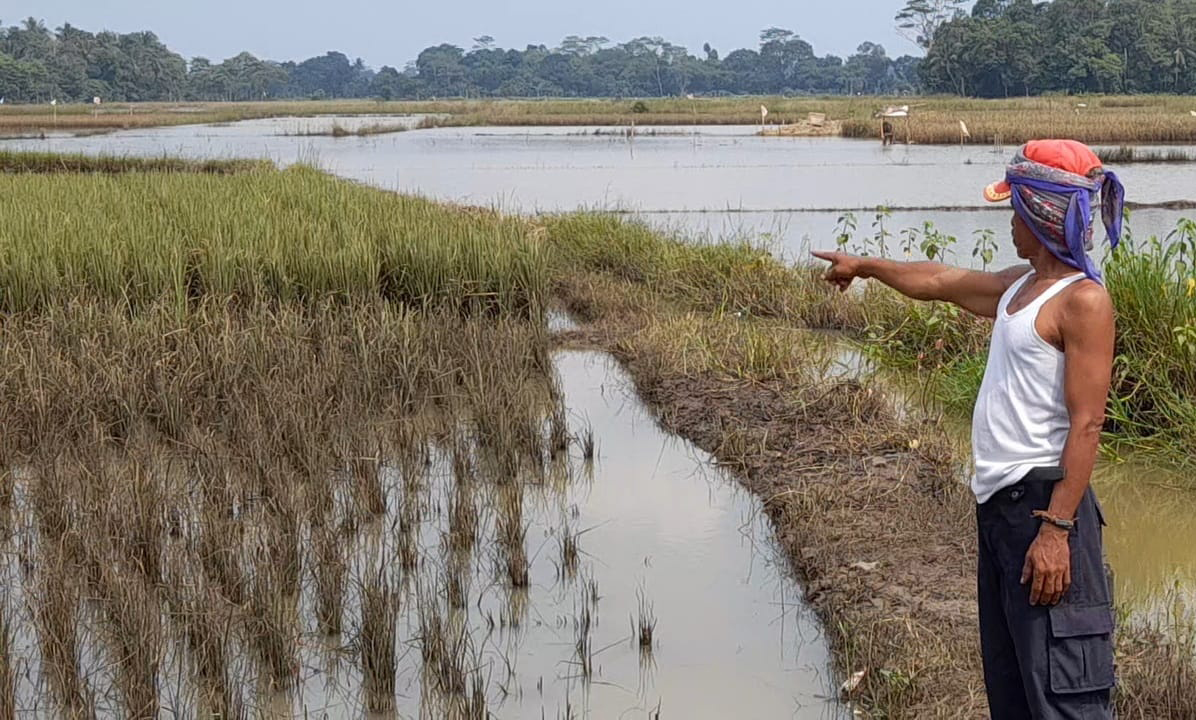Ratusan Hektare Sawah Terkena Puso