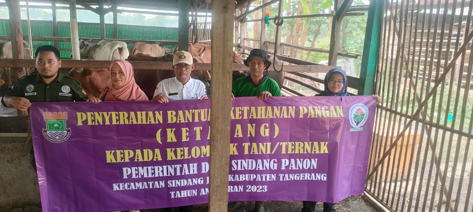 Sapi Bantuan Pemdes Sindang Panon Berkembangbiak