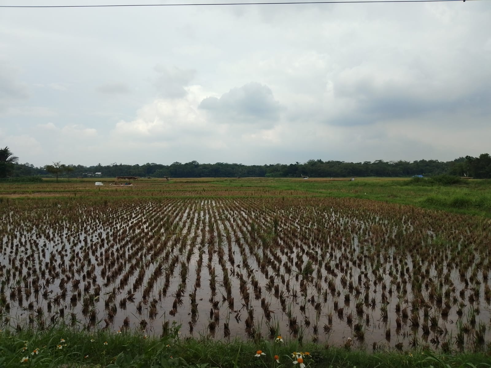 Dukung Swasembada Pangan, Petani Diminta Maksimalkan Percepatan Tanam