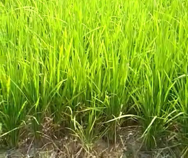 209 Bidang Sawah Diverifikasi untuk Bebas PBB