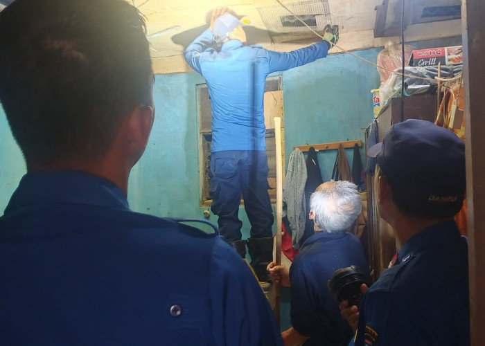 Damkar Tangsel Evakuasi Puluhan Binatang dari Permukiman