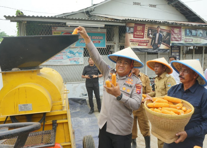 Tanam Jagung Serentak di Lahan 25 Hektare