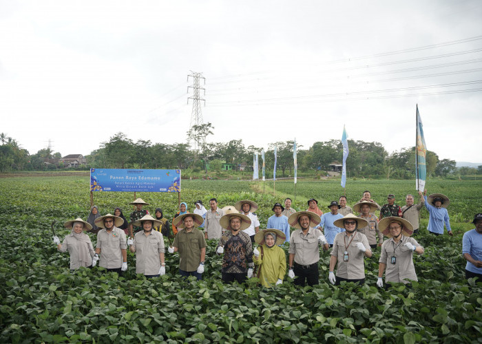 bank bjb Bersama Petani Mitra Binaan PT. Kelola Agro Makmur di Jawa Tengah Lakukan Panen Raya Komoditi Edamame