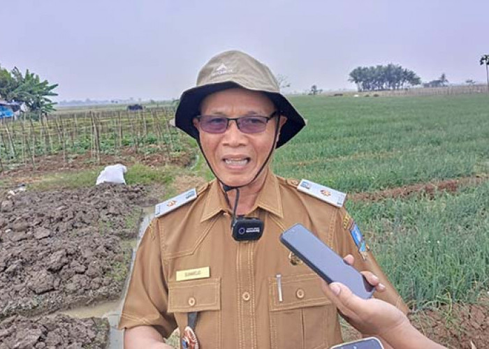DKPP Kabupaten Serang Targetkan 80 Ton Bawang Merah