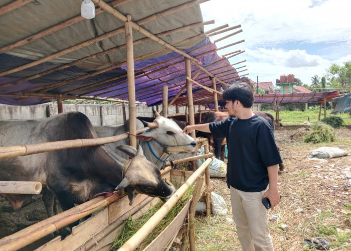 Penjualan Hewan Kurban, Kambing Turun Sapi Naik 