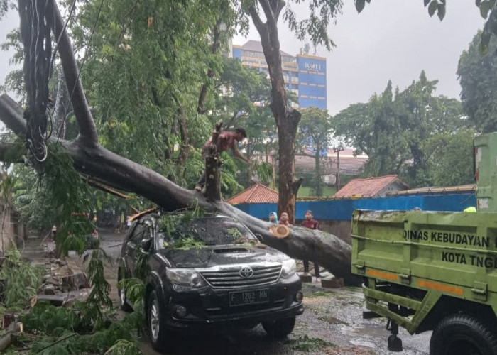 Pohon Timpa SUV, Korban Bisa Minta Ganti, Ganti Melalui Mekanisme Klaim Asuransi