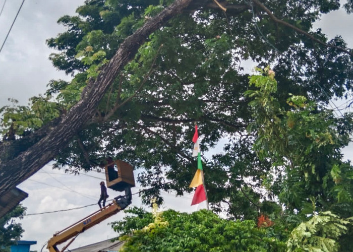 Musim Hujan, Warga Minta Pepohonan di Jalan Raya Ranca Labuh-Kukun-Cadas Dipangkas