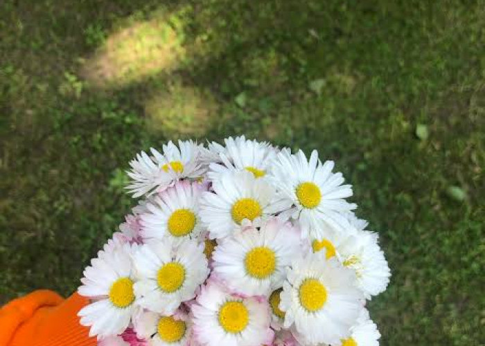 Bunga Aster Simbol Kelahiran September, Lambang Kesetiaan Dan Cinta Abadi