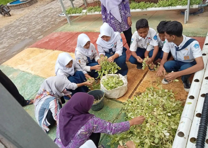 Jaga Pertanian Perkotaan, SMPN 4 Curug Lakukan Urban Framing 