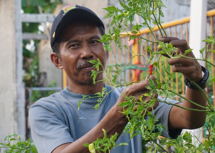 Warga Griya Persada Wajib Tanam Cabai Setan
