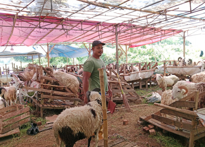 Pedagang Siapkan Ratusan Domba, Penjualan Hewan Kurban Menggeliat