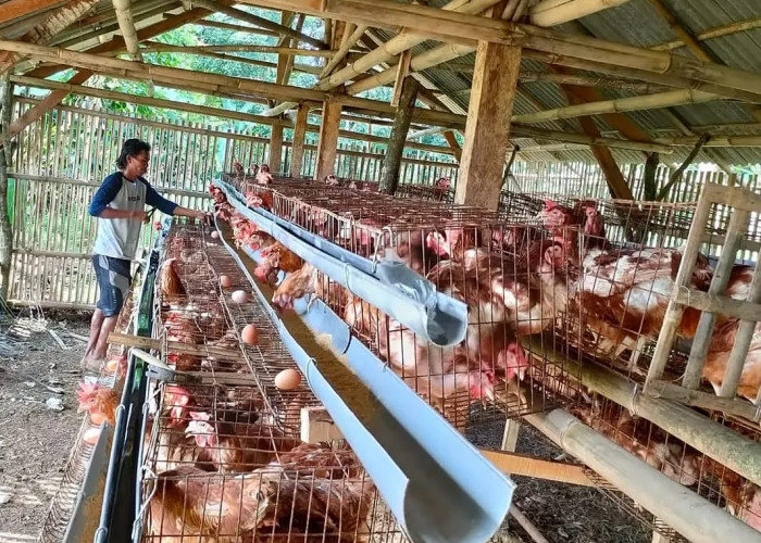 Program Ketahanan Pangan Desa Mekarsari, Peternakan Ayam Petelur Dongkrak Ekonomi Warga 