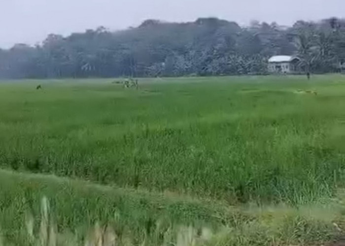 Jamin Kuota Pupuk Cukup hingga Akhir Tahun