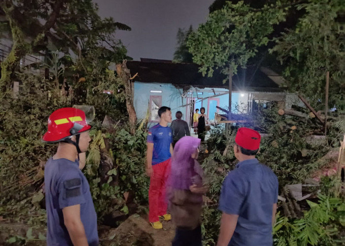 Dampak Hujan Deras Disertai Angin Kencang, 11 Pohon Tumbang di 10 Lokasi