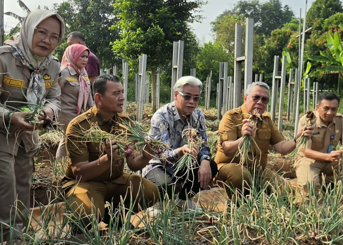 Uji Coba Pupuk Bioorganik Sukses Panen Bawang Merah Varietas Baru