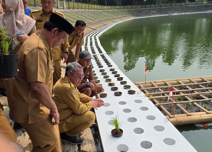 Tangsel Tak Punya Sawah, Tandon Ciater Disulap Jadi Lahan Padi