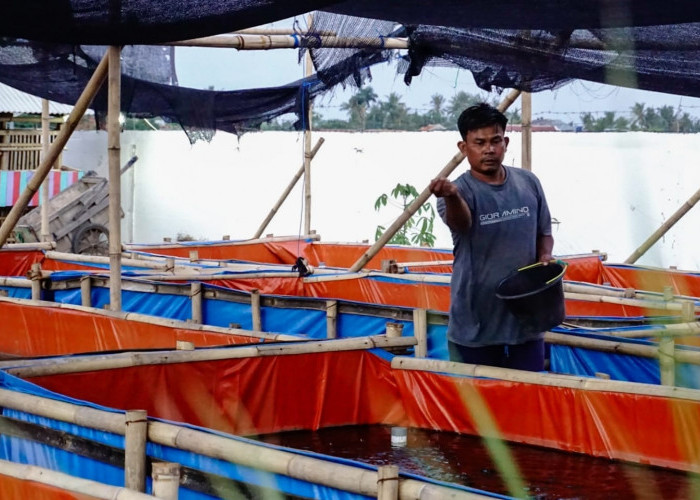 Dari Lahan Tidur Jadi Pusat Ketahanan Pangan, Sentra Pemberdayaan 'Saung Domba' Desa Sangiang, Sepatan Timur