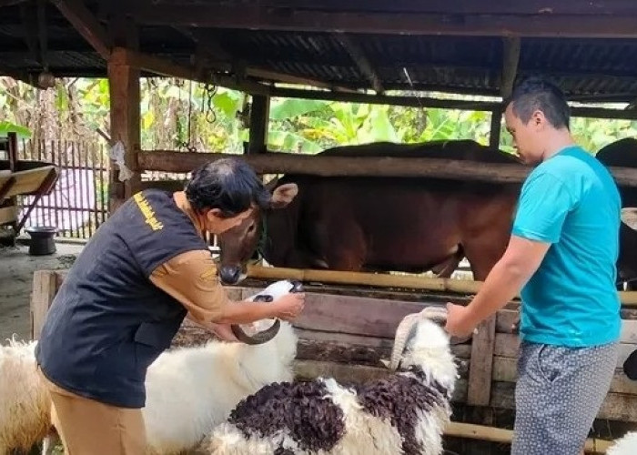 Penjualan Hewan Kurban Sepi