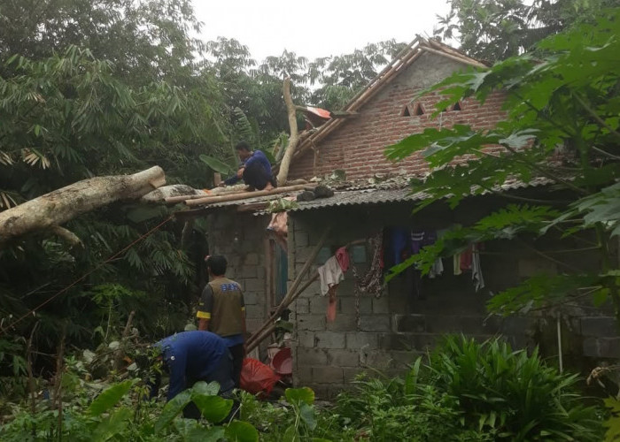 Angin Kencang, Pohon Tumbang Timpa Rumah