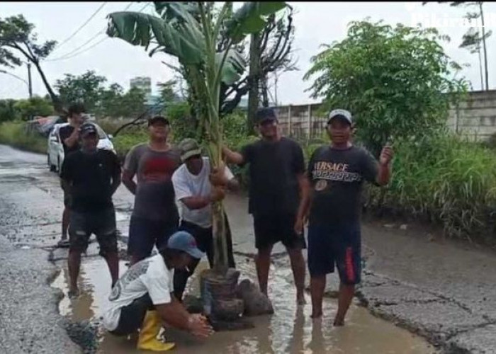 Warga Tanam Pohon Pisang di Tengah Jalan