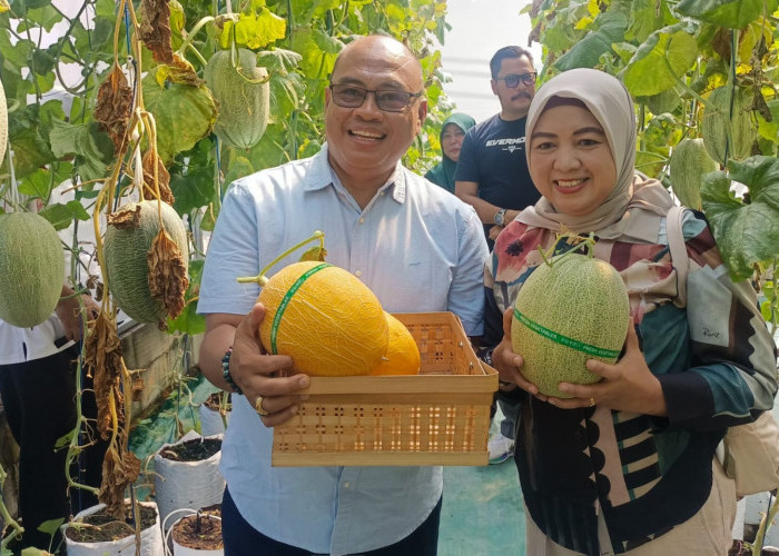 Sulap Lahan Sampah Jadi Kebun Melon, Kerja Keras KWT Selaras Farm Pasar Kemis Berhasil Panen Melon Premium