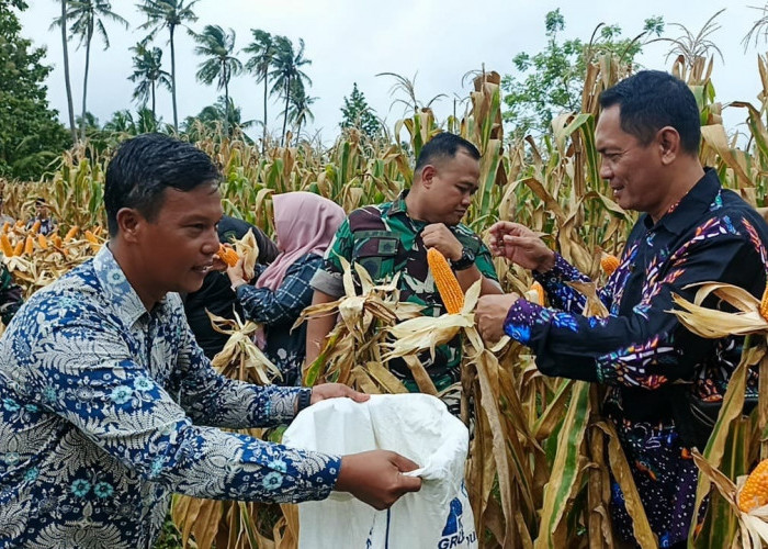 Kualitas Jagung BUMDes Marga Mulya Tembus Pasar Bulog