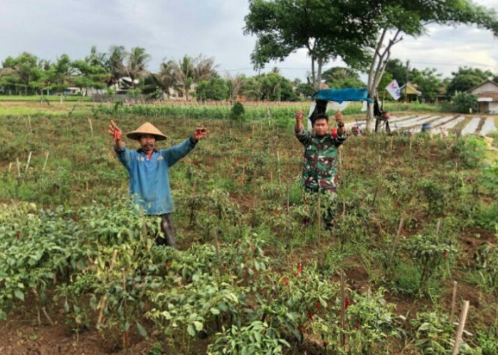 Danramil 08/Kronjo Ciptakan Urban Farming di Kronjo untuk Kemandirian Pangan Lokal