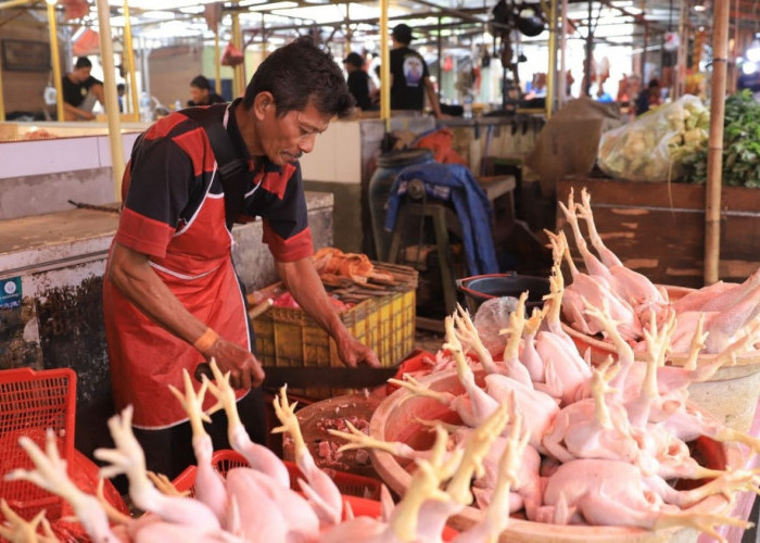 Harga Daging Ayam Merangkak Naik