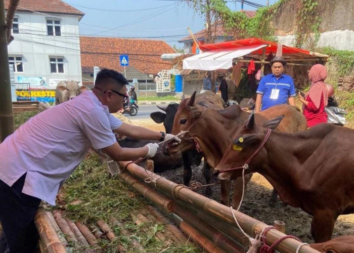 Disnakeswan Lebak Temukan Hewan Kurban  Terjangkit Sakit Mulut dan Mata