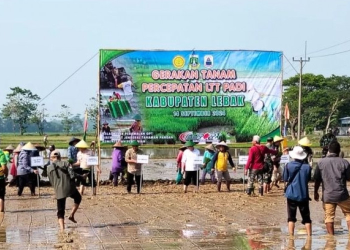 Petani di Lebak Diminta Waspada Serangan Hama Wereng Coklat 