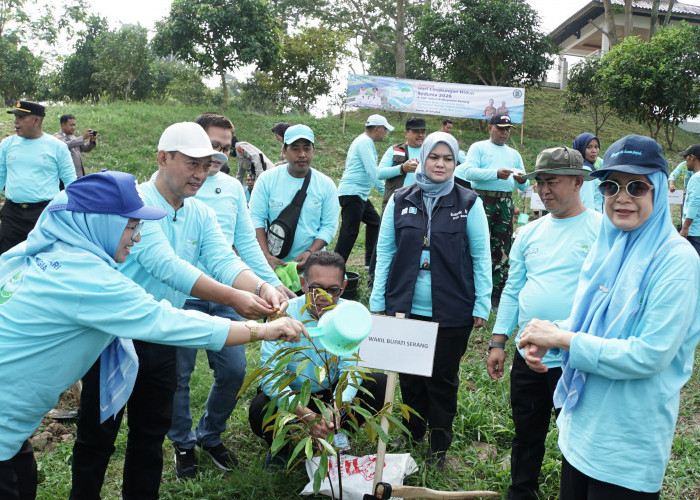500 Pohon Ditanam di Lahan Kritis Bekas Tambang