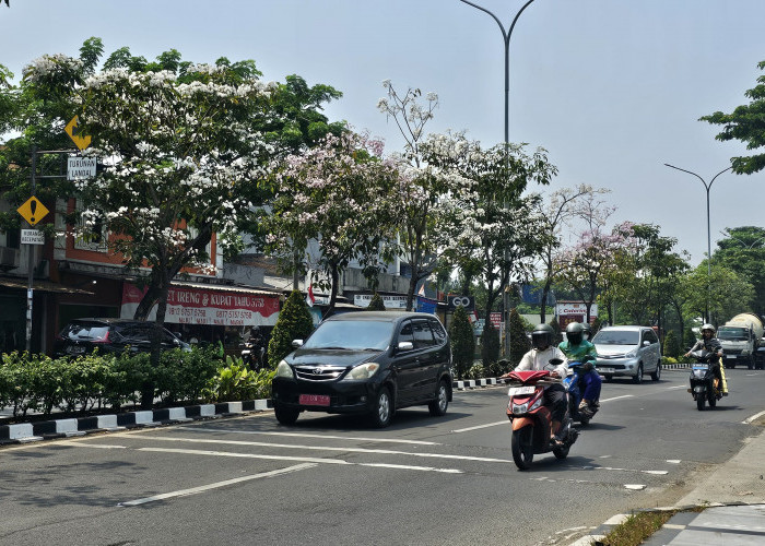  DLH Perbanyak Tanam Pohon Tabebuya di Kantor Pemerintahan