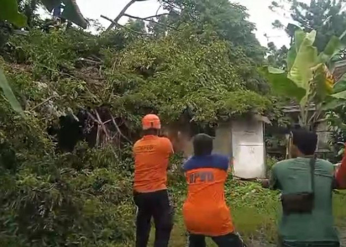 Pohon Tumbang Timpa Asrama Polisi
