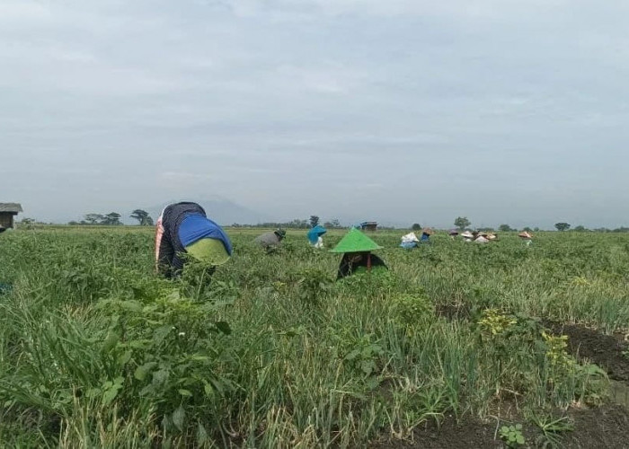 Generasi Muda Mulai Jauh dari Sawah, Pertanian Didorong Lebih Modern