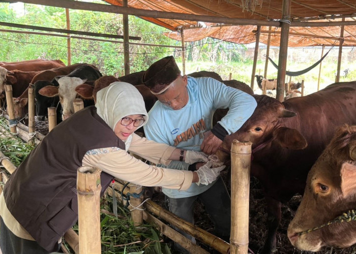 DKP3 Kota Serang Mulai Periksa Hewan Kurban