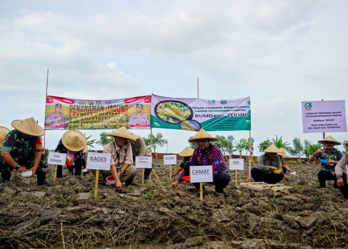 BUMDesa Tegal Kunir Lor Tanam Jagung Hibrida