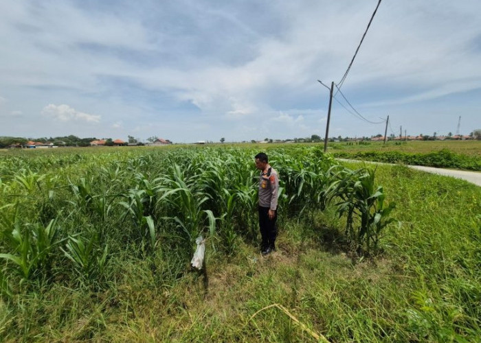 Kapolsek Kronjo Cek Pertumbuhan Jagung di Muncung Kronjo