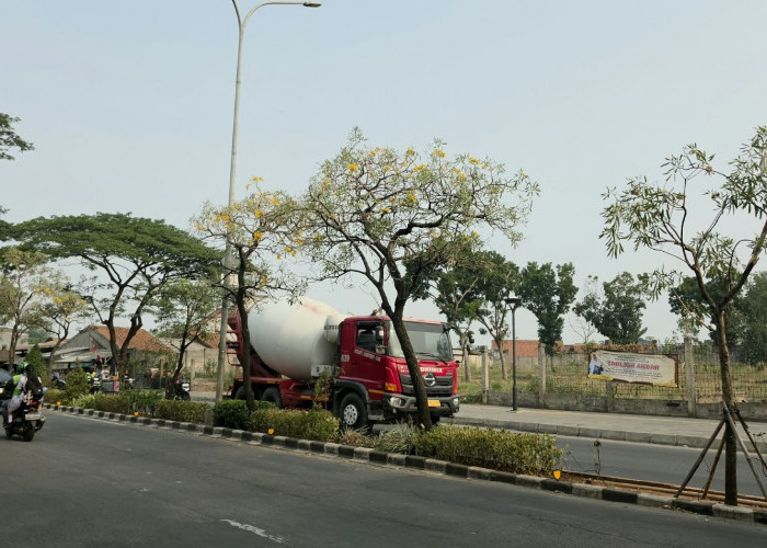 DLH Perbanyak Pohon Tabebuya
