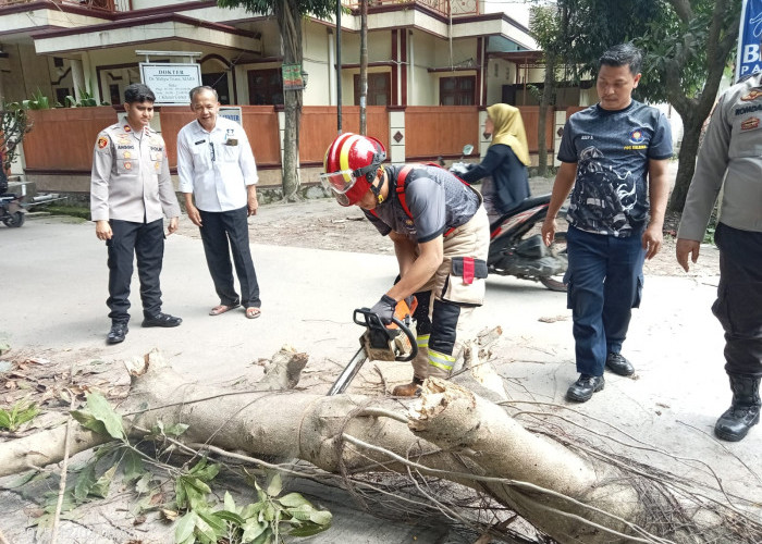 Cuaca Ekstrim, Pohon Tumbang Bersamaan di Empat Kecamatan