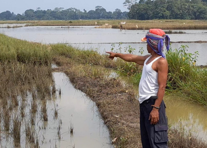 Stop Bangun Perumahan di Sawah Produktif