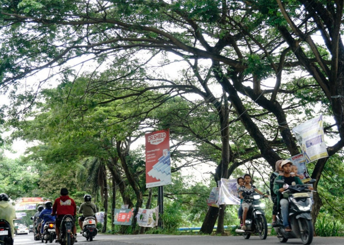 Pohon di Jalan Cadas-Kukun Ancam Keselamatan