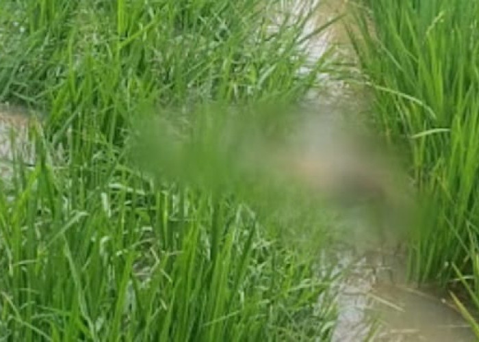Pria Berkaos Partai Meninggal di Persawahan