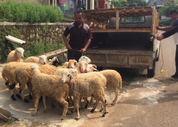 Jelang Idul Adha, Omset Peternak Kambing Meningkat