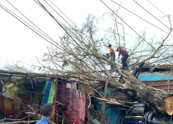 Masuk Musim Hujan, Warga Kota Serang Diminta Waspadai Pohon Tumbang 