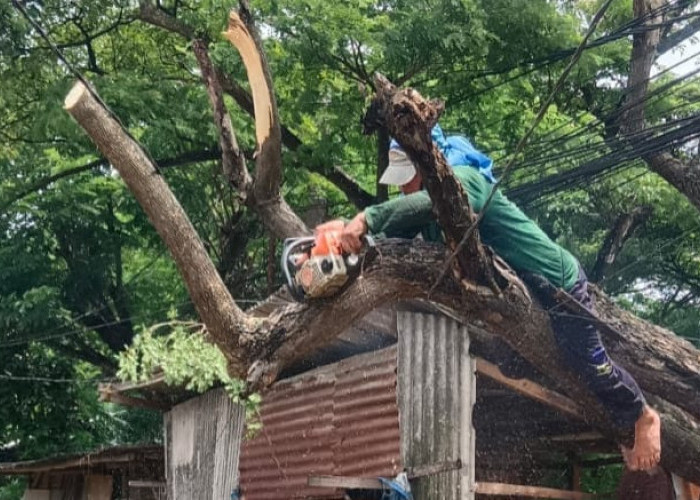 Musim Hujan, DLHK Kabupaten Tangerang Gencar Tebang Pohon di Jalan Protokol