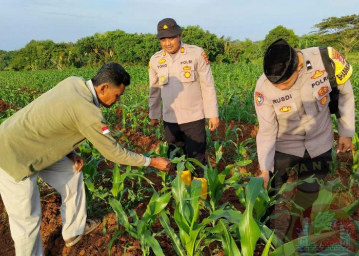 Pengedar Sabu di Rajeg Diringkus Polisi Sepatan